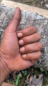 The terrifying coconut tree-eating monster