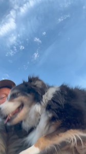 21K views · 473 reactions | Enjoying a nice peaceful sunset藍 with Aussies gone wild!! #peaceful #sunset #australianshepherd #aussiesgonewild #aussie #tucker #funtimes | Couple Berry Farms | Facebook