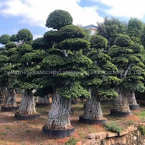 [Hot Item] Ficus Microcarpa Outdoor Plant Roots Shaped Ficus