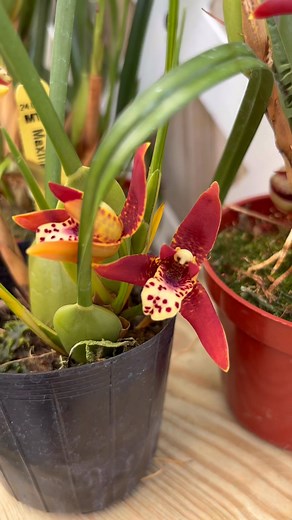 #orchids | Sweet Orchids Florida