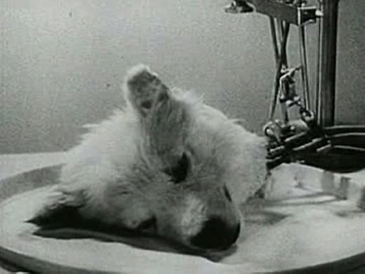 7 Creepiest Science Experiments of All Time That Will Give You Nightmares