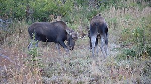 3.5K views · 154 reactions | You folks have been watching the big...