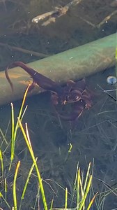 6K views · 136 reactions | NEWT PARTY! California newts stay on land...