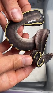 Look at this GHI Mojave yellowbelly/spector ball python right after a fresh shed!