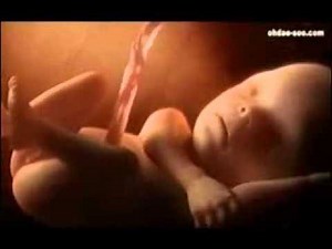 English - Quranic Verses About Formation Of Baby (Embryology Hints) | Sunnah Media