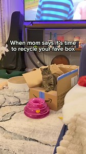 5.3K views · 112 reactions | Don't touch my box mom  Credits - @pickles_and.olive #funnycat #sotrue #catvideo #GeniusLitter | Genius Litter | Facebook