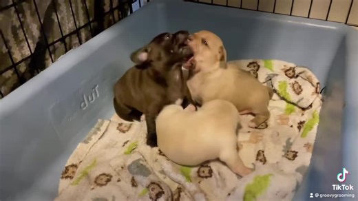 6.7K views · 564 reactions | All star puppy wrestling, starring Rizzos pups!  Rizzos pups are 3 weeks old now and starting to do all the puppy things. Making a difference one animal at a time. www.dogwoodanimalrescue.org | Dogwood Animal Rescue Project | Facebook