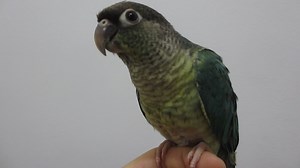 #E Green Cheeked Conure – Blue #M Conure Pipi Hijau - Turquoise #C 綠頰錐尾鸚鵡 – 藍化小太阳鸚鵡 1. English Please ⬇️Scroll Down⬇️ 2. BM 📲Tatal ke Bawah Halaman 💻 3. 🌐华语🌐请点击📥往下📱查询 📩 #E Details #ForAllPetLovers - With LICENSE & RING Number - Baby Handfeeding / Young / Adult / Pair - Mutation American Dilute, Cinnamon, Yellow-Sided, Pineapple, Suncheek, Turquoise, Mint * They reach maturity at 1 to 3 years -- the smaller Conures mature more quickly. In a safe, healthy environment, they can expect to liv