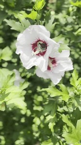Une abeille recueillant du pollen sur : vidéo de stock (100 % libre de droit) 3823996589 | Shutterstock