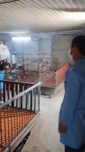 Công tác phòng chống dịch tả lợn Châu Phi trên địa bàn xã Vật Lại | Xã Vật Lại - Thành phố Hà Nội