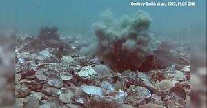 Researchers record female octopus throwing debris at potential mates