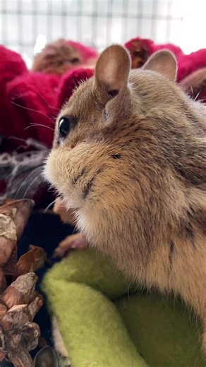 What’s that in your mouth chippy? One of the chipmunks that is recovering here this season is missing both back feet. Look closely and you may notice it in this video. He arrived intact but due to reasons we are unaware of, he self-amputated them. Reduced blood to nerves causes the sensation of “pins and needles”. We believe that this may have caused him to try to remove the thing causing that feeling. He has adapted extremely well and has no trouble remembering where his seed cache is. 🐿️❤️🐾 
