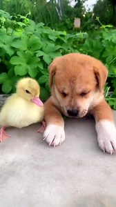 1.3K views · 308 reactions | Dog and Chick Friendship #dog #chick #Friendship | Dog Lovers Page | Facebook
