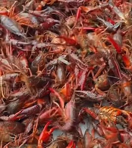 Central Texas y’all ready? | Texas Krab House