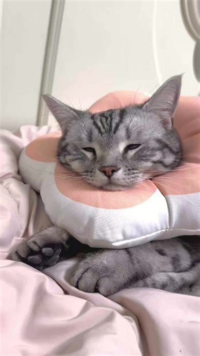 15 reactions | Contact with aliens 藍藍 | Kitten Overload | Facebook