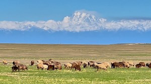 The majestic Tianshan mountain stands silently in the distance and near a flock of sheep leisurely roam across the grasslands. Everything looks so peaceful. #Xinjiang #grassland #nature #sheep | This is Xinjiang