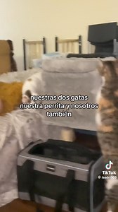 77K views · 5.5K reactions | 﫶 | Les Chats | Facebook