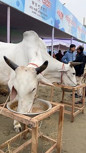 106K views · 1.9K reactions | Big Indian Bolod Cow Pair Traditional Eating Way | MashAllah | Cattle Fair | #Qurbani #KurbaniEid #DecoratedBull #brahman #longhorns #texasBrahman #paglagoru #borogoru #giantbull #gyrolando #sibbi #mandi #cholistanicow #cow #bulls #bigcow #buffalo #jafrabadiBuffalo #jafrabadi #piemonteseBull #Piemontese #redBrahmanBull #brahmanrojo #ThaiBrahman #Khillarbull #IndianBull #RomagnolaBull #BrangusBull #Braford #BrafordBull | Guy with The Big Cows | Facebook