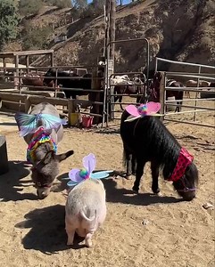 29 reactions | This is Halloween Sunsetranchhollywood.com | Sunset Ranch Hollywood | Facebook