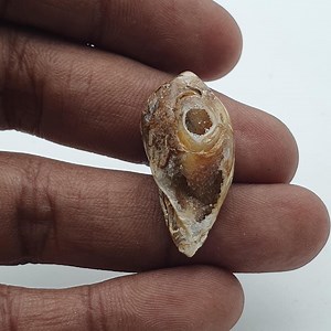 100% Natural !! Gastropod Fossil Shell Gemstone - Etsy