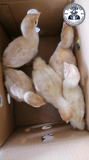 Heavy Bigat Line Broad Breasted Nicholas White #turkey #fypage #TurkeyFarming | Yanzkiever Vera