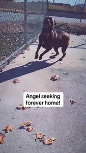 373 reactions · 15 comments | Angel is a shelter resident wing as waited well over a year searching high and low for a family. #dog #rescuedog #thanksgiving | Handsome Dan's Rescue for Pit Bull Type Dogs | Facebook