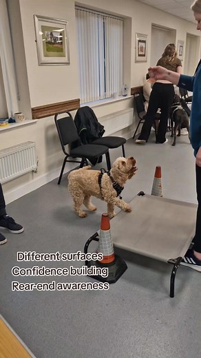 Hugo ♥️ #cockapoopuppies #cockapoopuppy #cockapoos #cockapoo #cockapoolife #cockapoocrazy #cockapooclub #cockapoosofinstagram #cockapoolove | Chasintails