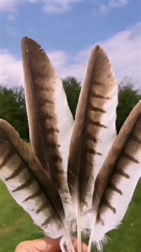 Feather collection. I have a bit of an obsession with bird feathers. I have been collecting wild bird feathers for the passed 5 years and have quite a collection now. Ranging from birds of prey feathers, to small garden bird feathers. Some are also from non native birds with have been handed over to me for my collection. My dream feather to find would be from an eagle, hopefully one day I'll find one. | The Robin Whisperer