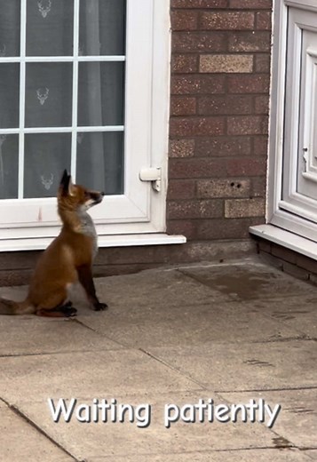 Waiting to See His Friends: Playful Fox Cub Moments
