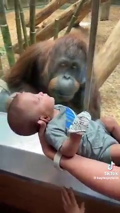 That is so sweet. The orangutan tries to kiss bab￼y. This is at the Louisville Zoo in ￼￼Kentucky. Follow on TIkTok kaylaajaylenn | True Southern Accent