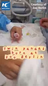 Zoo Berlin announced on Friday the birth of panda twins, but the cubs' sex still remains unknown. #China #panda #GiantPanda #Germany #Berlin #twins #cubs | China Xinhua News