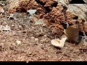 12 reactions · 6 comments | We have a Bosc Monitor available in store at £89.99  This lizard gets to approximately 3 to 4 feet long and will require a vivarium size of at least 8 feet. We recommend that you do extensive research prior to purchasing, and we're here to chat if you need any advice  #boscmonitor #monitorlizard #bosc #petshop #lizard #monitorlizardsofinstagram | Hollybush Pets and Aquatics | Facebook