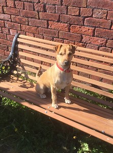 11K views · 57 reactions | **A sad update, Pip has been found dead. Our thoughts are with his family.  Pip went missing from Barthomley last month, his family wants to find him... LISTEN: https://www.bbc.co.uk/sounds/play/p08nw5lx#playt=1h08m27s | BBC Stoke & Staffordshire | Facebook