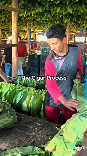Cigar Page on Instagram: "Where ‘Hecho’ meets ‘a Mano’ #cigarlifestyle #cigaafissionado #cigars #cigarworld #cigarsmoker"