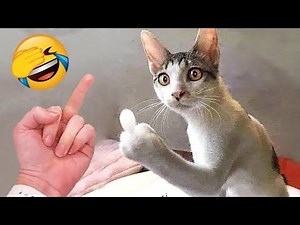 Funniest Animals 2025 - Funny Cats and Dogs - Funny Animal Videos #36