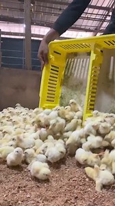 broiler baby chicks received. #ppspoultry #broilermanagment #poultrytalks #teachersday #petitegirl #Phillies #dodgers #diljitdosanjh #vanderbilt #FearStreet #Vandy #vandykdifference | Pakistan Poultry Supervisors PPS