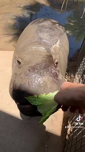 8.1K views · 406 reactions | Heading over to our Safari Park...