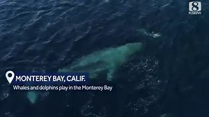 82K views · 445 reactions | WHALES & DOLPHINS: How cute is this? An adult and baby whale made friends with a pod of dolphins in Monterey Bay.  https://bit.ly/3aH675W | KSBW TV Action News 8 | Facebook