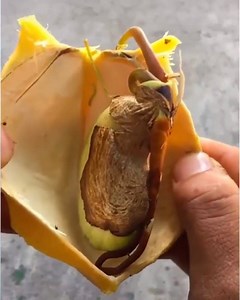 How to Graft a Tree | Art & Crafts