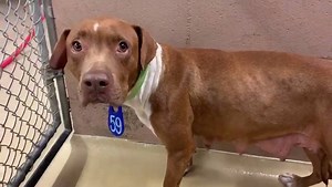 7K views · 198 reactions | ❤️3/17 SAFE! We are so happy for Canela!...