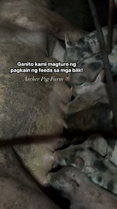 1.7K views · 25 reactions | Ganito kami magturo ng pagkain ng feeds sa mga biik! | Archer Pig Farm | Facebook