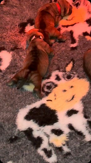 Slugs 😉sharpuggles #sharpei #sharpeisofinstagram #sharpeis #sharpeilove #sharpeipuppy #sharpeilovers #sharpeiclub #sharpeilife #sharpeidog #sharpeiuk #sharpeipuppies #sharpeisoftheworld #sharpeidaily #topsharpei #lovemydoggy #cute #dogs #puppies | Sandra Grimshaw