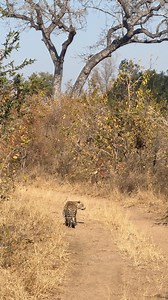 Watch this female leopard silently stalk along the road, inching closer to a herd of impala!🐆 Always incredible to witness the famous “leopard crawl.” This was just moments before she burst into a run, unfortunately missing her target. MalaMala Game Reserve. #malamala #leopard #wildlife #wow #big5 #fblifestyle | Deon Kelbrick