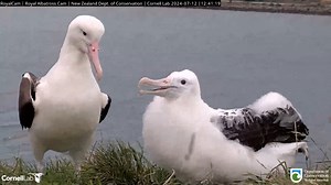 Who's hungry? Watch Northern Royal Albatross LGL soar onto the headland for a short feeding visit with her chick. After a quick visit, the female heads out of frame and back out to sea to forage for the next meal. Watch LIVE at AllAboutBirds.org/Albatross | Bird Cams