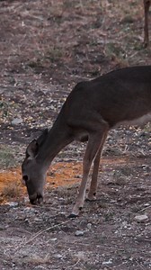 We had does all over the Monster Meal Deer Attractant tonight and we saw our target buck but he never came out of the thick stuff... Mature whitetails are smart and this is the first of many hunts coming up this fall! 👍 #hunting #archery #whitetail Academy Sports Outdoors Mossy Oak Bowtech INC. Magellan Outdoors Hunter Safety System | Savage Outdoors & The One