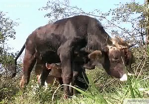 Rare animal sex video featuring a slut jerking off a Bull