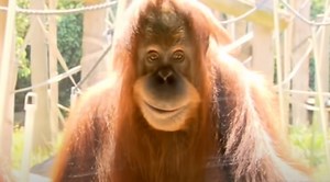 This Smiling Orangutan Has Everyone Freaking Out