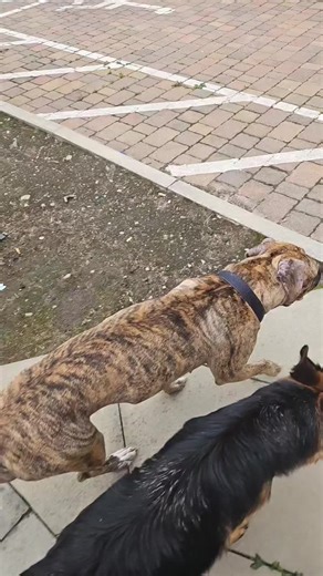 labsretrieverandgerman on TikTok