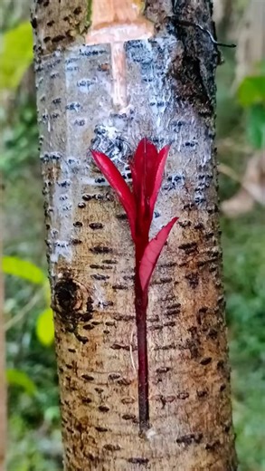 Apricot trees: Branch grafting is used in spring from March to April, and bud grafting is used in summer from June to August. #Farmers #Grafting #Master #grafting #grafting #seedlings | For Plants