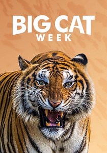 Big Cat Diary - Ver la serie de tv online